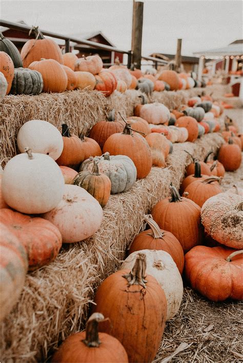 cute fall aesthetic wallpapers 8