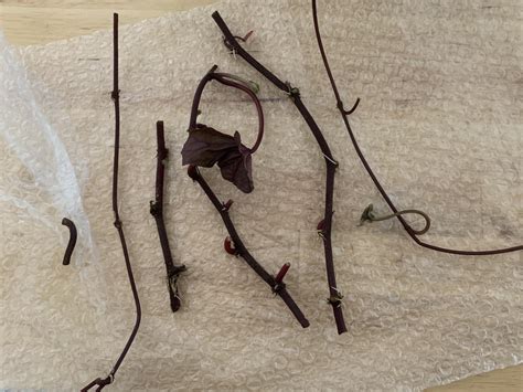 my black heart sweet potato vine cuttings from Etsy arrived today. They