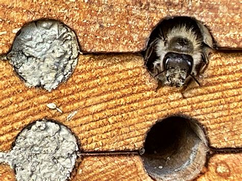 Mason Bees- Why No Holes or Few Holes Plugged?
