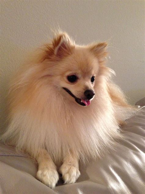 Why Does My Pomeranian Lick Me So Much
