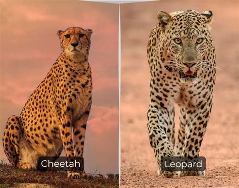 cheetah  leopard