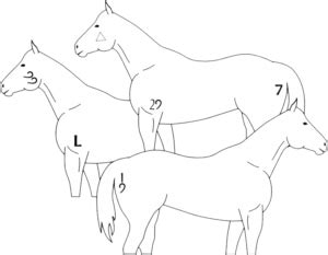 Quarter Horses - 6666 Ranch