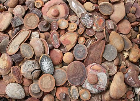 The World's Best-Preserved Fossils Are Found Near This Surprising