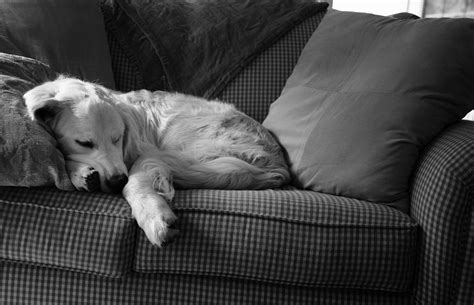 Sunday Afternoon Nap Photograph by Coby Cooper - Fine Art America