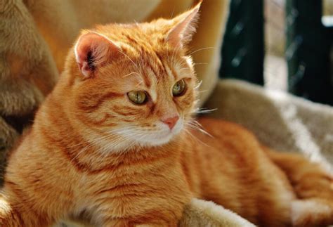 Imagen gratis: gato, Linda, mascota, retrato, ojo, animal, piel, gatito ...