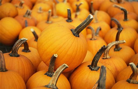 prepare  cook  pumpkin   farmers almanac