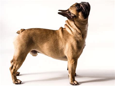 The Truth About French Bulldog Tails: Adorable or Cause for Concern?