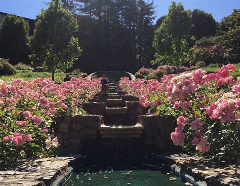 Morcom Rose Garden Photos - GayCities Oakland / East Bay
