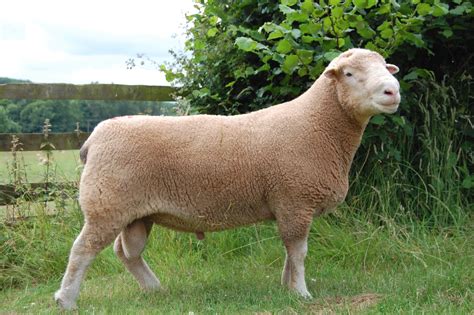 dorset sheep flock home farm dulas