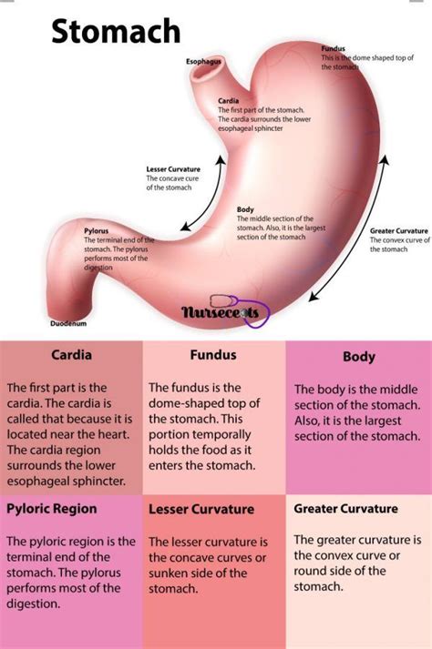 11 Facts About the Gastrointestinal System Every Nursing Student Should ...