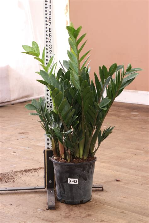Large ZZ Plant - Prodahingplants