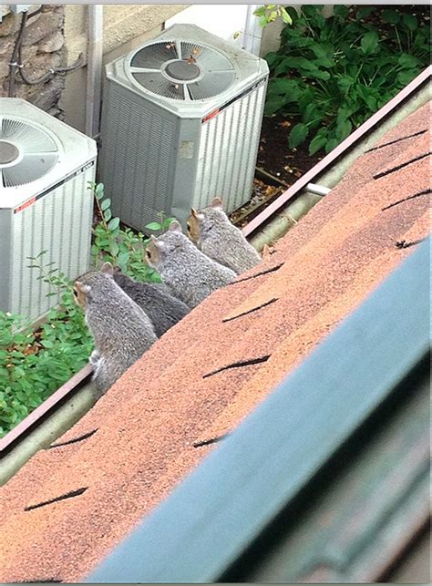 Squirrel Nest In Attic