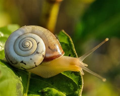 All about land snails - Welcome Wildlife