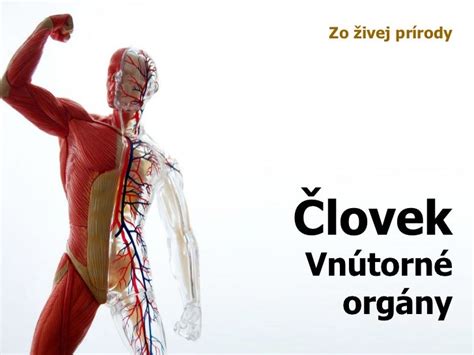 Človek - Vnútorné orgány