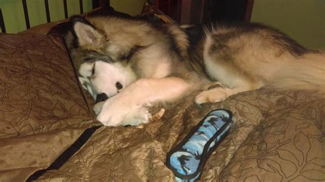 HudsonsMalamutes.com / AlaskanMalamute.us - AKC/OFA Gentle Giant Alaskan Malamutes bred for