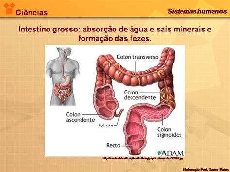 As Fezes São Formadas Em Que Porção Do Sistema Digestório - ENCANTOS DA CIÊNCIAS: Sistema digestório 8º ano EEJG
