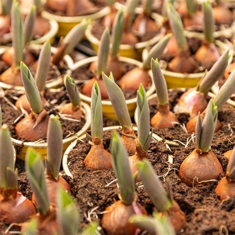 how to plant tulips 3