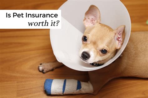 pet insurance worth  petcloud