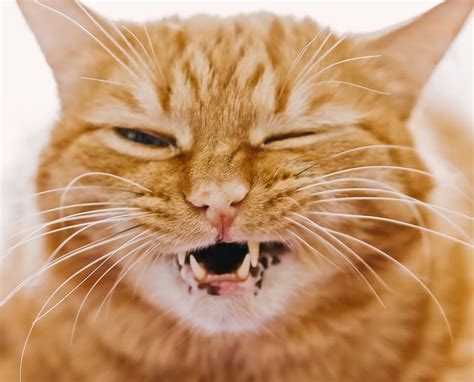 Funny Photos of Evil Cats | PS Pets