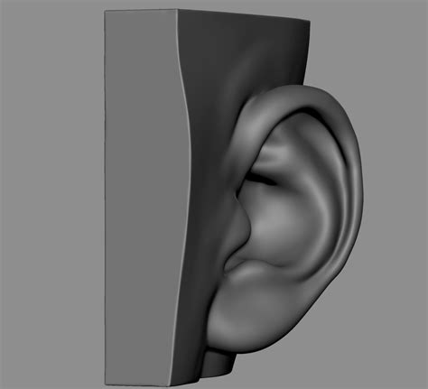artstation ear model collection resources