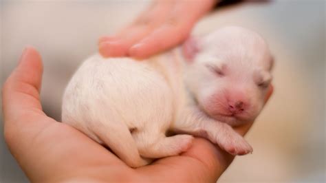 How Do You Look After Puppies After Birth