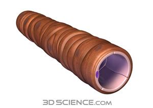 diagram  arterioles quizlet