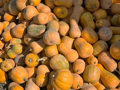 squash vegetable food  photo  pixabay pixabay