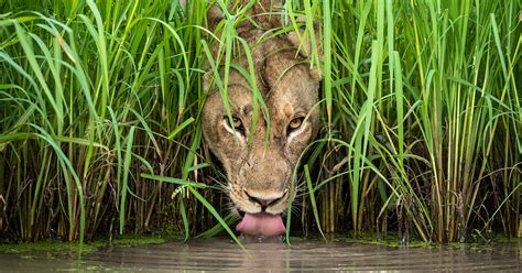 Spectacular Photos from the Wildlife Photographer of the Year Contest