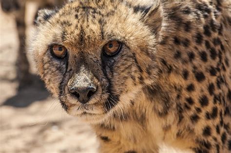 Cheetah Cat Big - Free photo on Pixabay