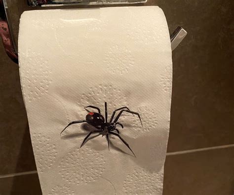 Realistic Spider Toilet Paper Prank