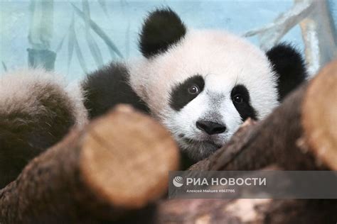 Панда Катюша из Московского зоопарка вышла в большой вольер | РИА ...