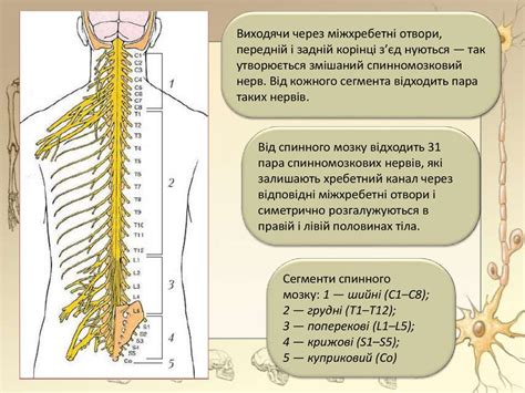 Будова та функції спинного мозку - презентация онлайн