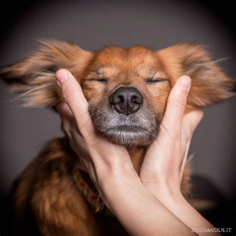 Pin on Pet Photography