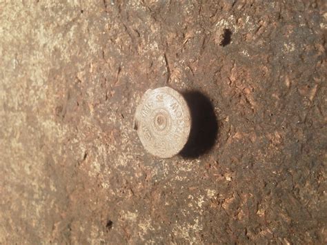 Old shotgun shells!! | TreasureNet.com