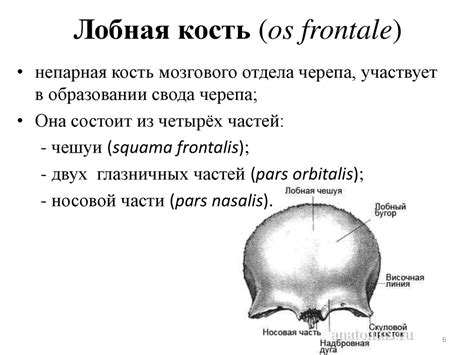 Скелет головы - череп - презентация онлайн