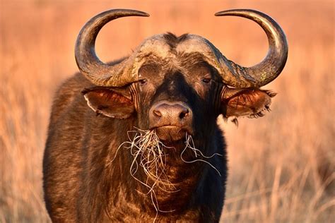 desi buffalo buffalo images pixabay