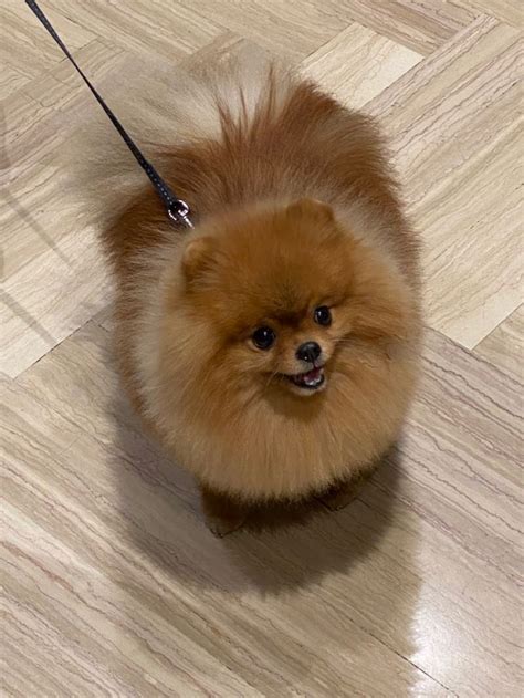 Pin by Angelina on Каспер | Cute puppies, Cute dogs and puppies, Cute ...
