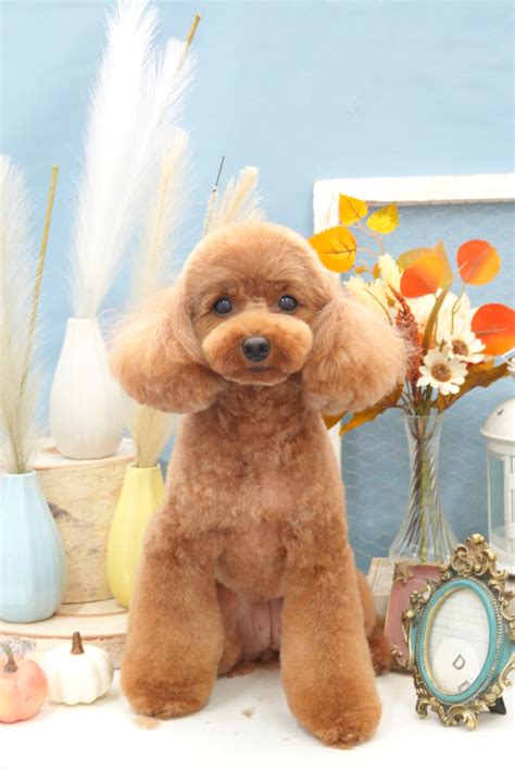 トイプードルの耳長めテディベアカット ︎東京都大田区のトリミングサロンDEAR DOGS