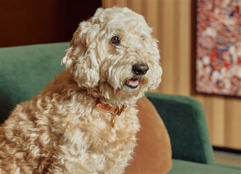 pets  home home apartments
