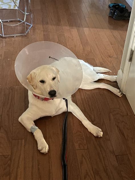 Someone’s not happy about getting neutered(he has to wear the cone of shame for 2 weeks) : r/funny
