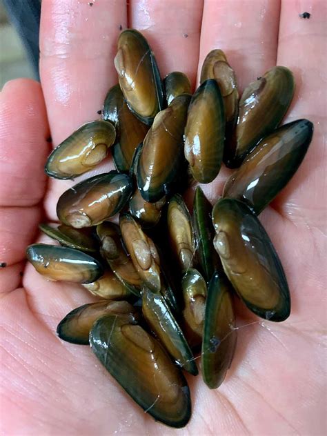 Wildlife Species Information: Mollusks | Virginia DWR