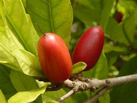 Premium Photo | Converts sour fruit into a sweet taste miracle fruit ...