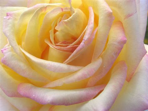 Gardenforum News - Company - Peace rose raises £20,000 for Ukraine