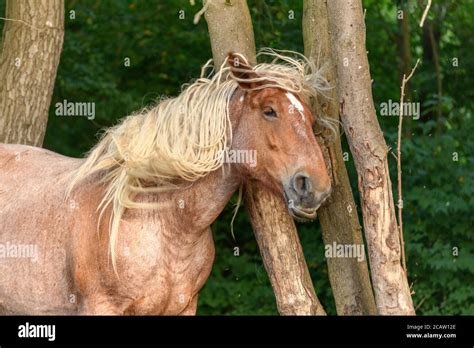 Draft Horse portrait in a pasture in the french country Stock Photo - Alamy