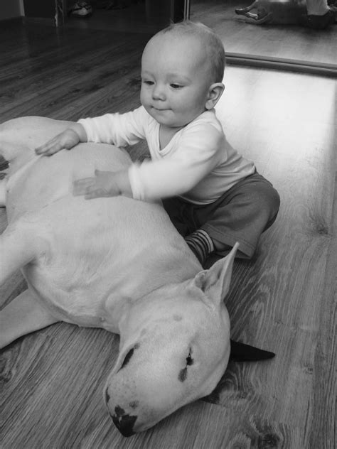 14 great facts about bull terriers – Artofit