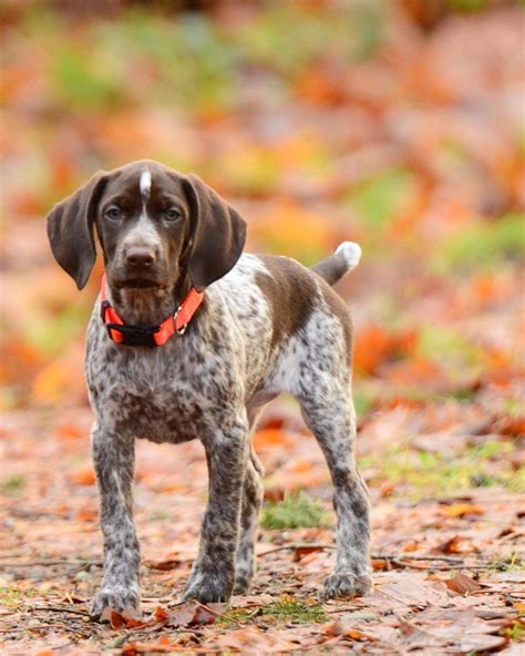 pointer dog breed information puppies breeders guide   dogs