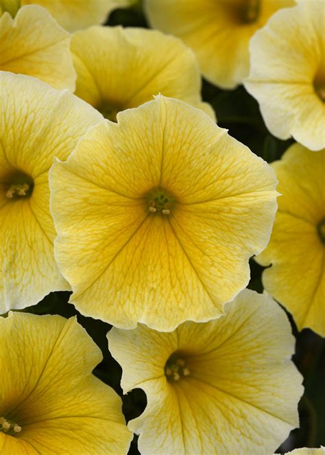 Petunia Bee's Knees - Falk Nurseries