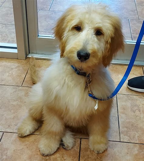 woodland west animal hospital 8