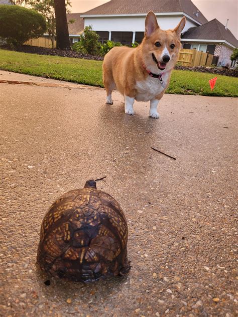 giant corgi   turtle corgi