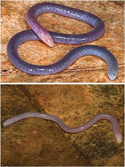 New Species Of Skin Feeding Caecilian Discovered And Described ...